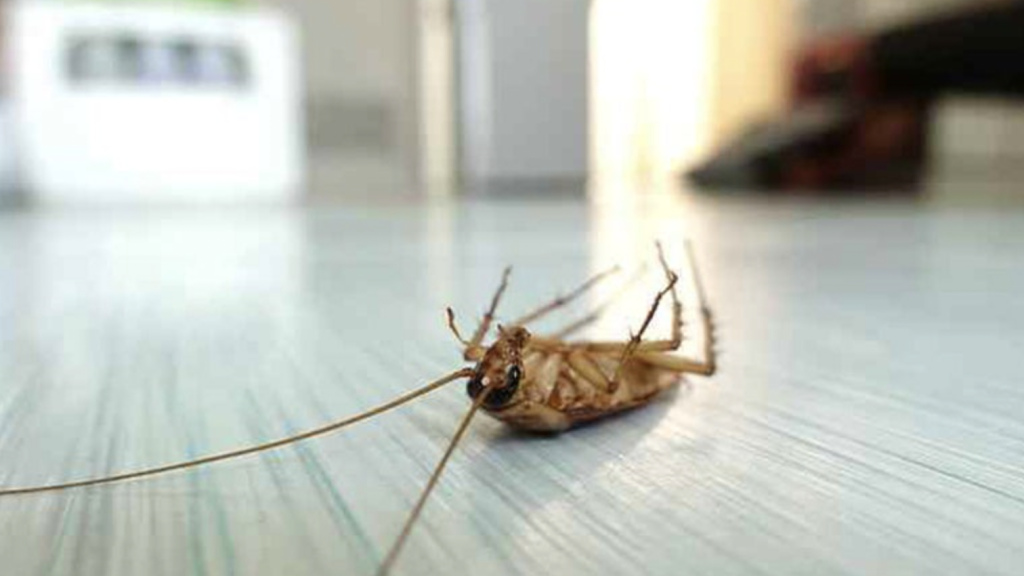 5 Effective Ways to Get Rid of Pests