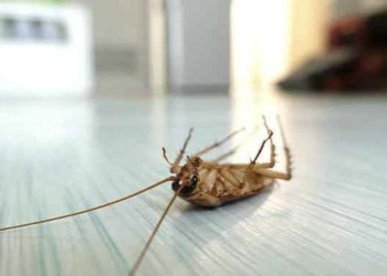 5 Effective Ways to Get Rid of Pests
