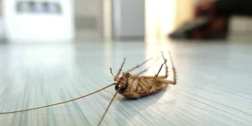 5 Effective Ways to Get Rid of Pests