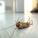 5 Effective Ways to Get Rid of Pests