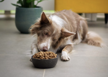 4 Reasons You Need to Get Pet Insurance for Your Furry Friend‍