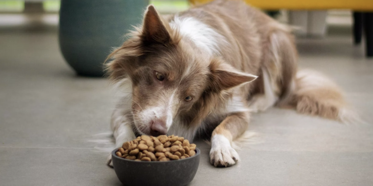 4 Reasons You Need to Get Pet Insurance for Your Furry Friend