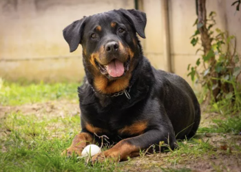 Protecting Your Rottweiler: Why Pet Insurance Is a Must-Have