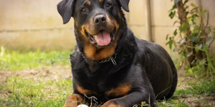 Protecting Your Rottweiler: Why Pet Insurance Is a Must-Have