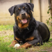 Protecting Your Rottweiler: Why Pet Insurance Is a Must-Have