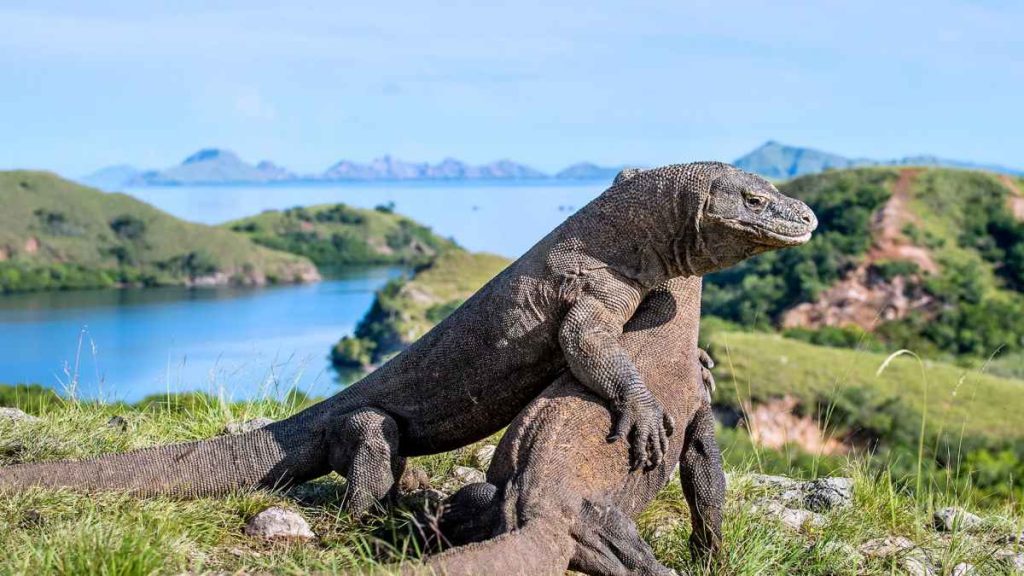 Unlocking the Wonders of Flores Island Gateways to Adventure in Komodo National Park