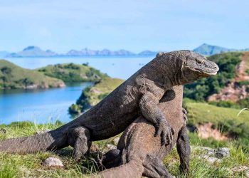 Unlocking the Wonders of Flores Island Gateways to Adventure in Komodo National Park