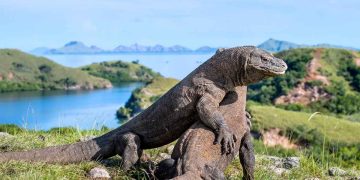 Unlocking the Wonders of Flores Island Gateways to Adventure in Komodo National Park