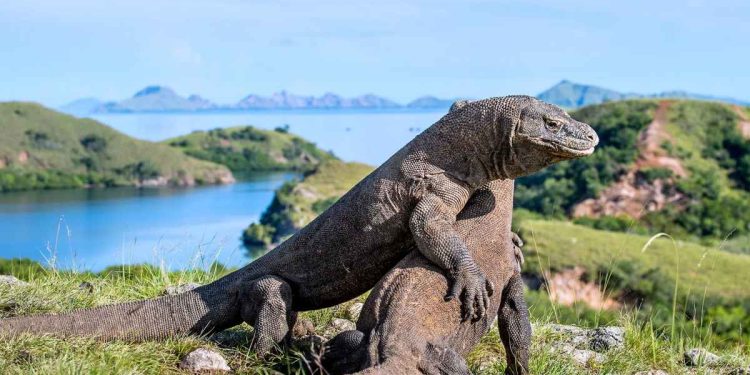 Unlocking the Wonders of Flores Island Gateways to Adventure in Komodo National Park