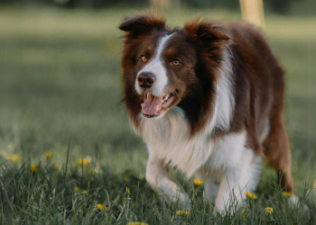 Pets Can Get Hay Fever Too!
