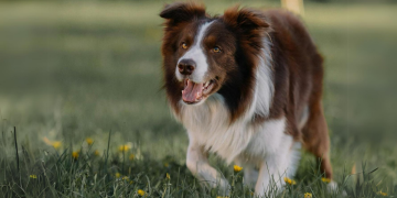 Pets Can Get Hay Fever Too!