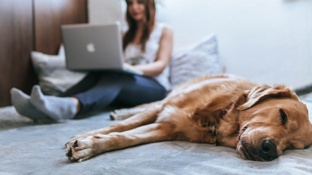 5 Perks of Working from Home with a Pet