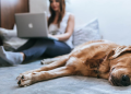 5 Perks of Working from Home with a Pet
