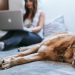 5 Perks of Working from Home with a Pet