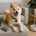 Small dog wearing a smart collar and sitting comfortably in a modern condo living room