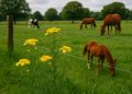 Yellow ragwort plants growing in a green grazing paddock, showing weed management challenge